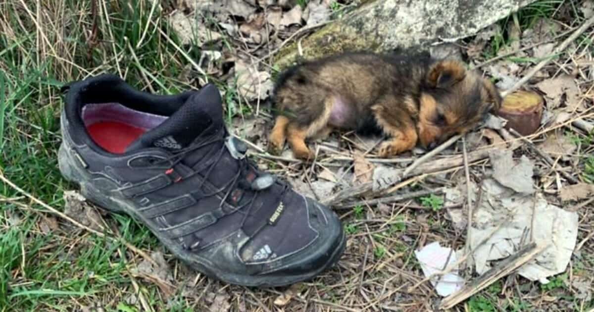 Aveva solo una vecchia scarpa per scaldarsi – poi un uomo sentì i suoi guaiti