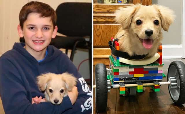 La cucciola Gracie è nata senza zampe anteriori – poi un dodicenne le ha costruito una sedia a rotelle con i LEGO