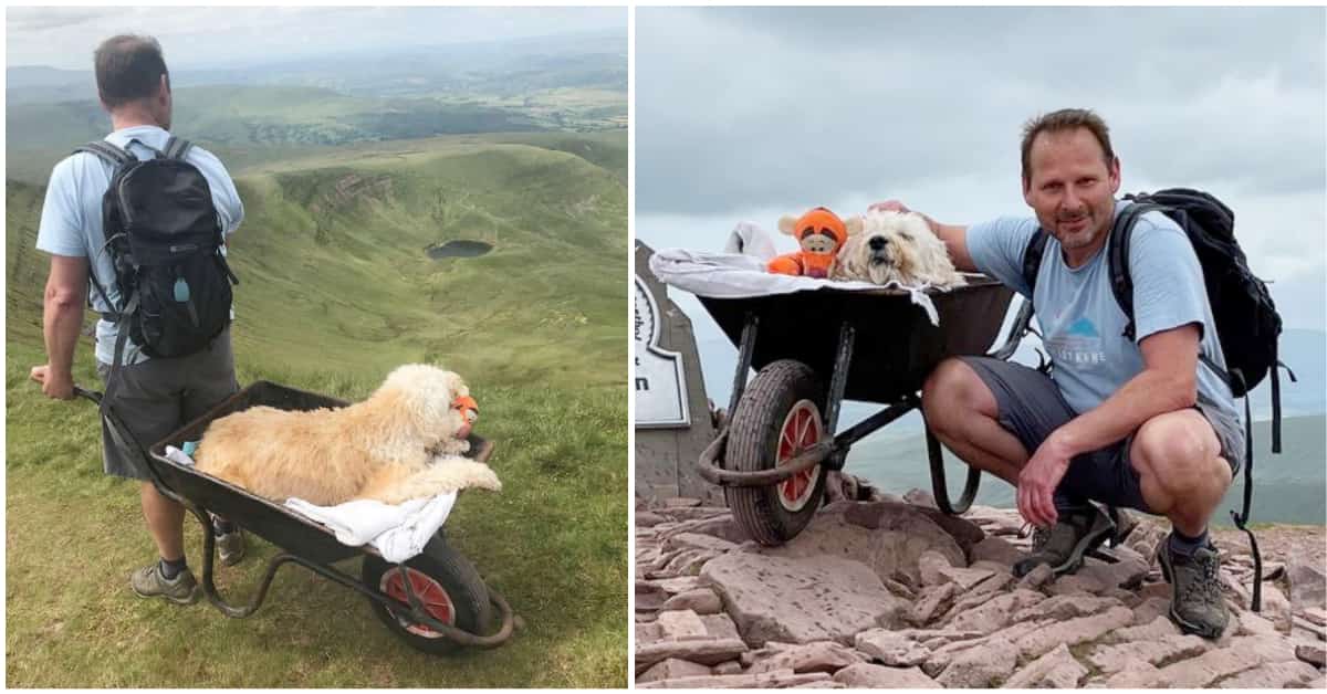 Voleva un'ultima avventura con il suo cane morente – così lo ha spinto sulla montagna dentro una carriola