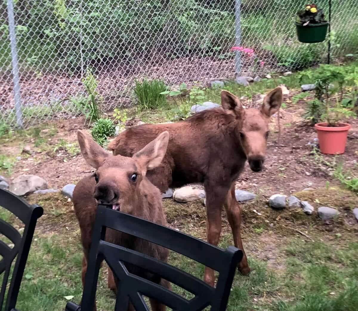 Alzò lo sguardo dall'ufficio in casa – e un'intera famiglia di alci si rilassava nel suo giardino