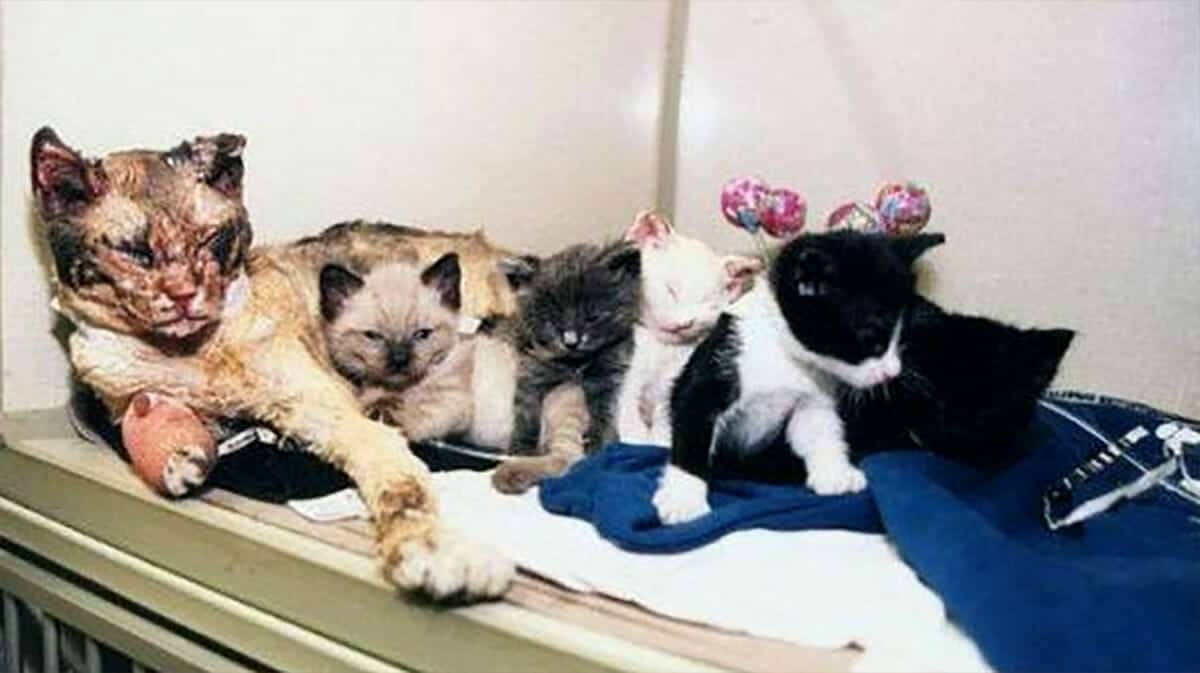 Corse nel fuoco cinque volte – per i suoi cuccioli